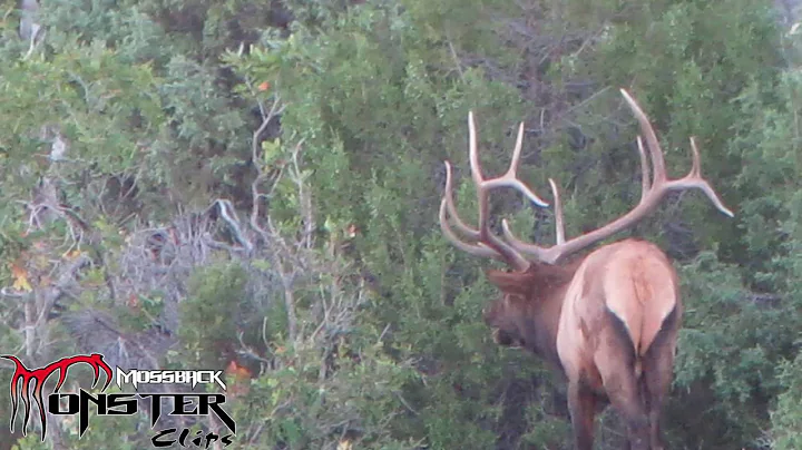 MossBack Monster Clips - Big Bugling Bull Elk