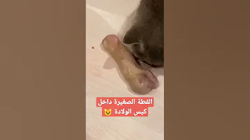 ولادة القطة الصغيرة داخل كيس الولادة يوميات قطتي البيضاء Daily My Cats Whaite My White Cats Vlog 