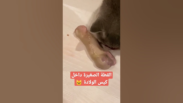 ولادة القطة الصغيرة داخل كيس الولادة #يوميات_قطتي_البيضاء #daily_my_cats_whaite #my_white_cats_vlog
