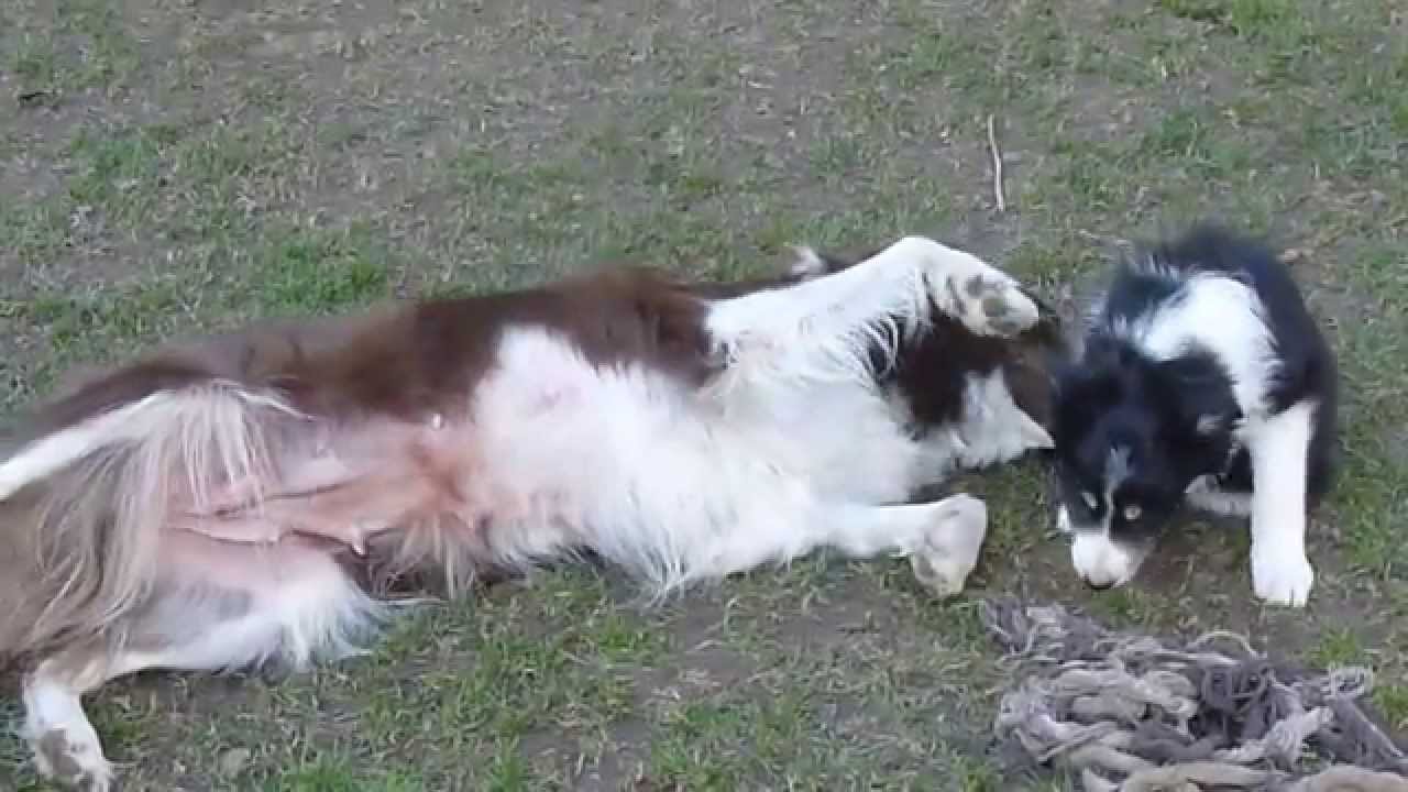 quince tree border collies