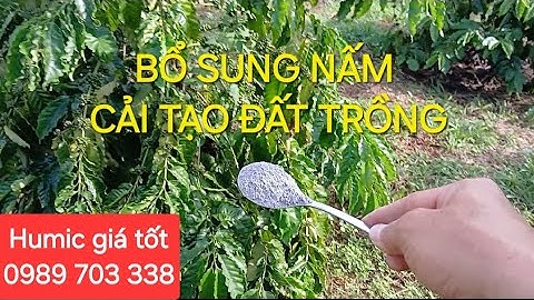 Bổ sung nấm để cải tạo đất, phòng nấm, rệp sáp cho vườn cà phê. MV Nhân Trí
