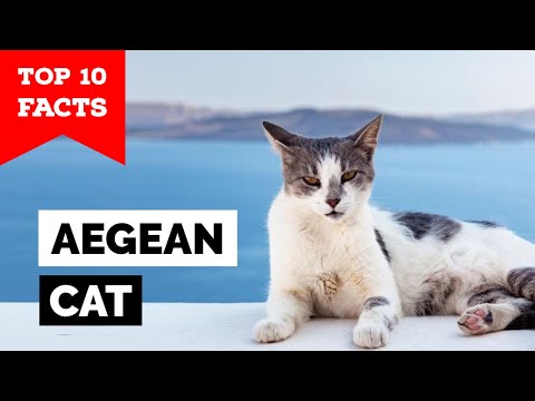 Video: Cat Aegean