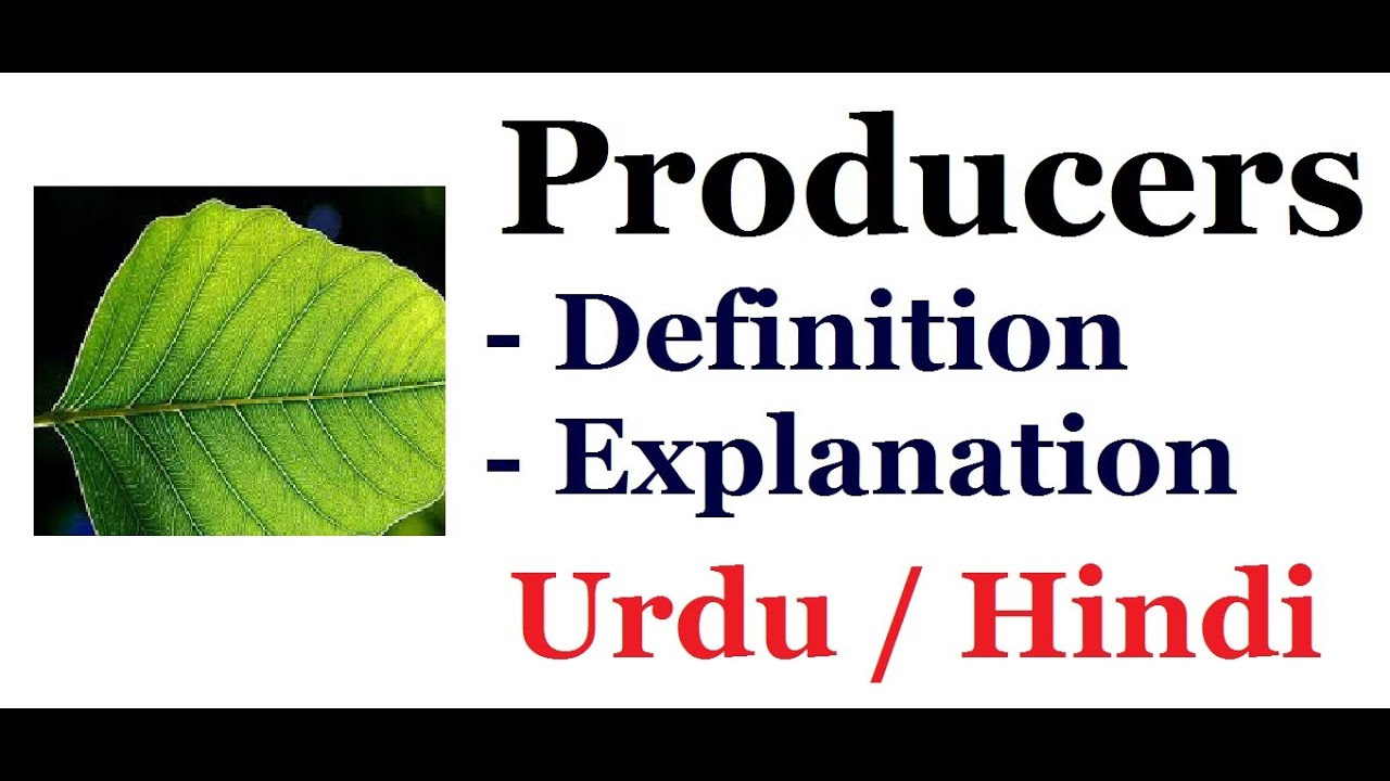 Producers. Easy Explanation Biology. Urdu / Hindi YouTube