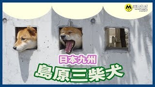 【愛動物．愛旅遊】日本九州島原三柴犬