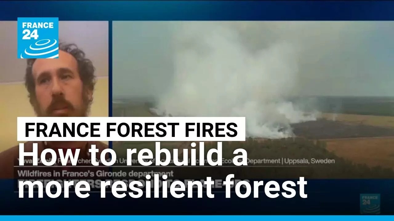 Building a 'different kind of forest' after devastating wildfires • FRANCE 24 English