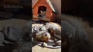 Celebrity Have you ever heard a fox being cute | #loyalty  #foxes #animalbonding Wealth