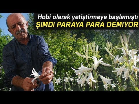 Video: Çikolata Çiçek Bakımı - Berlandiera Çikolata Çiçekleri Nasıl Yetiştirilir