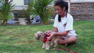 Adjustable Soft Puppy Cotton Harness Vest Step in Breathable Pet Cat Dot Design Harness & Leash Size screenshot 5