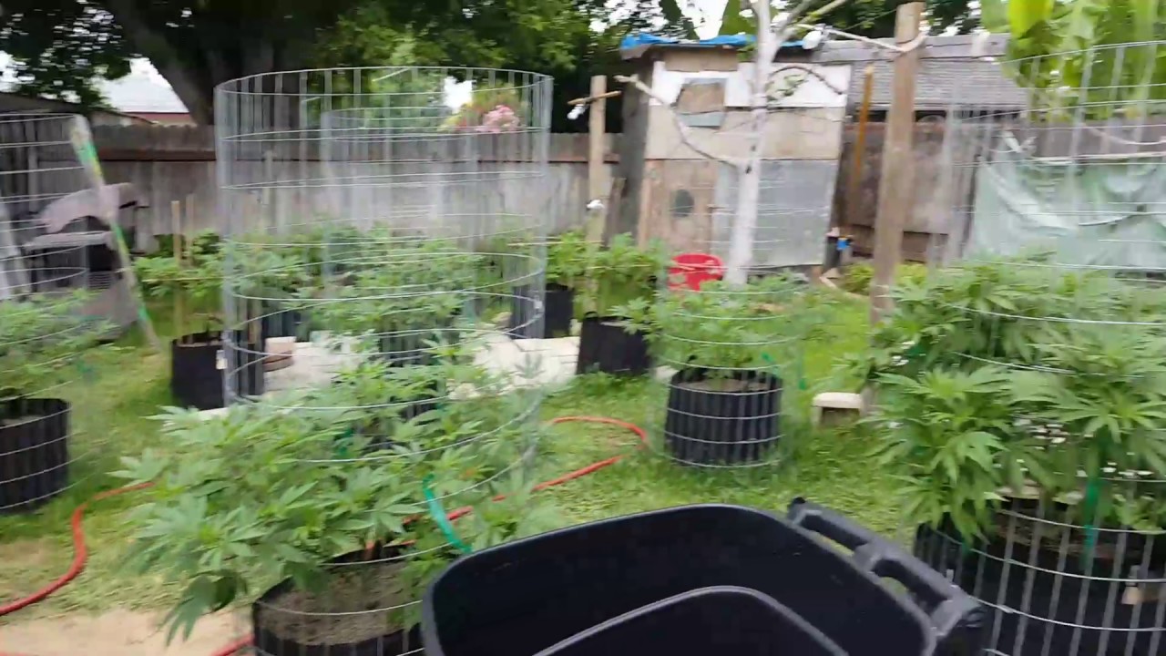 Outdoor grow 2017 part 3