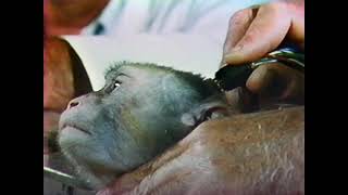 Famous Rock-a-bye Baby: The Shocking Experiments That Changed Parenting Forever | Harry Harlow Documentary Profile
