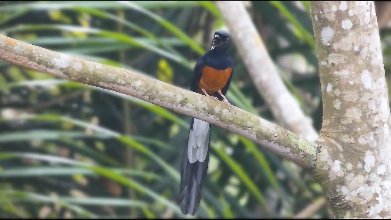 Melodious Bird Calls & Sounds | Relaxing Forest Ambience