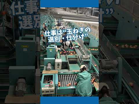 【北見市求人】未経験OK！玉ねぎ選別スタッフ募集中 #shorts