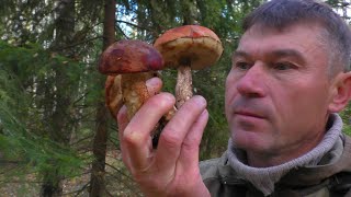 картинка: ПУХЛЕНЬКИЕ ГРИБЫ В ОКТЯБРЕ! Не ожидал столько найти грибов! А ОНИ ЕСТЬ  🍄