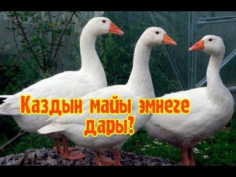 Video: Жержаңгак майы деген эмне?