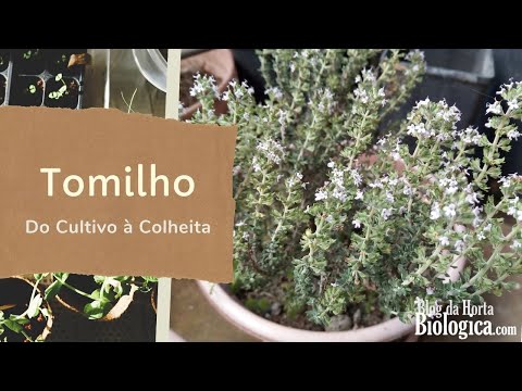 Vídeo: Tomilho E Seu Cultivo