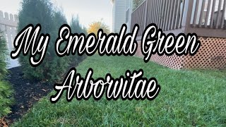Emerald Green Arborvitae | Privacy Tree Fence | Backyard Makeover | DIY