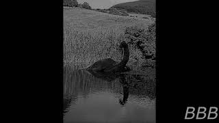 SCP 3934 For Sale Loch Ness Monsters Marshall, Carter & Dark SCP/SCP Pet 