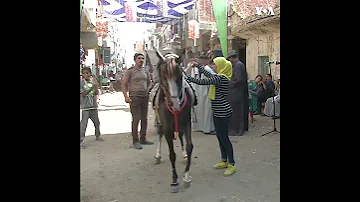 مصر کی 15 سالہ گھڑ سوار 