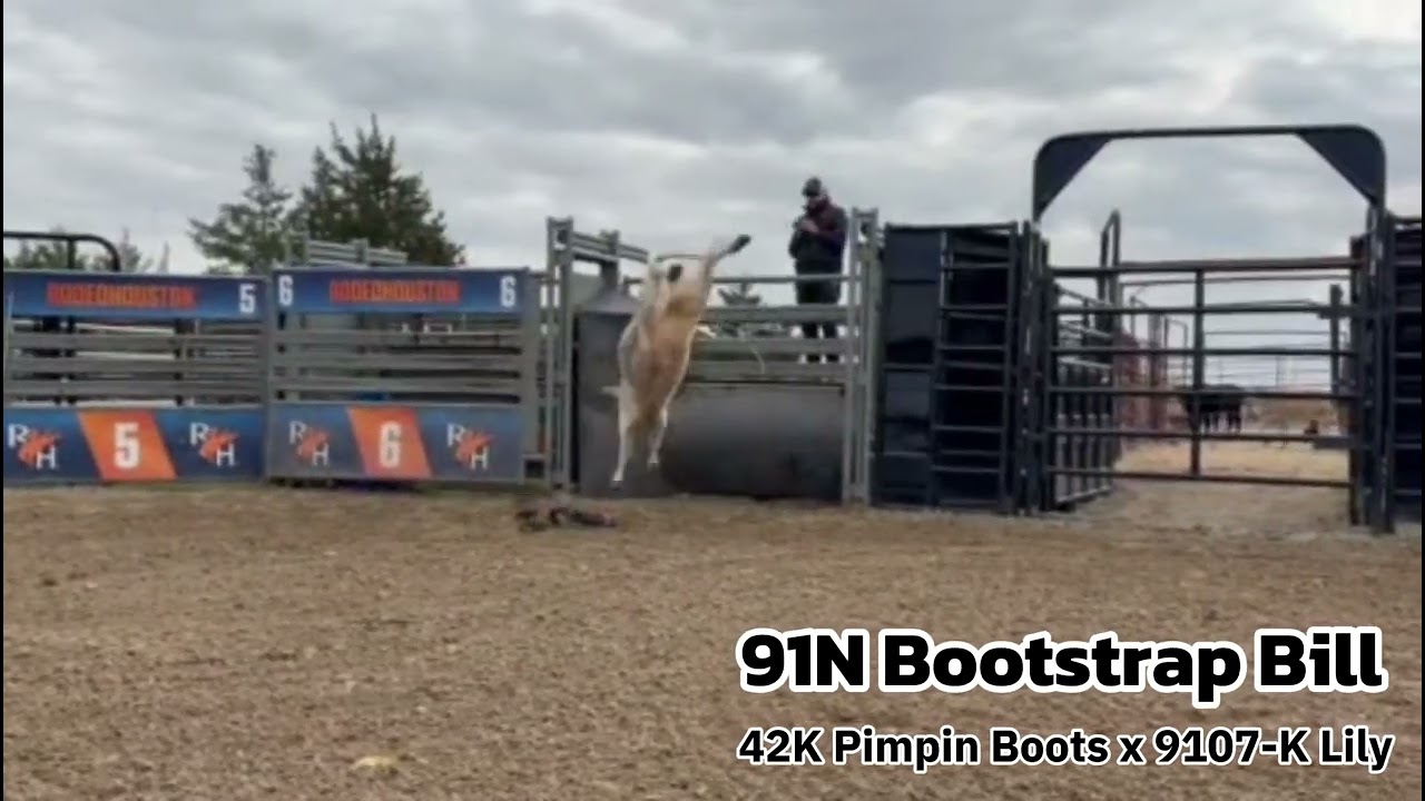 First Out 91N Bootstrap Bill — Bucking Bull Calf in Training