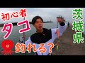 初心者でも堤防からタコは釣れます【会瀬港/久慈漁港/日立港】