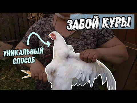 Забиваем птицу, как это делали наши предки ! ( без крови !)