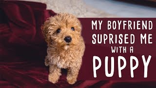 I Got A Toy Poodle Puppy | The Cutest Surprise in the World