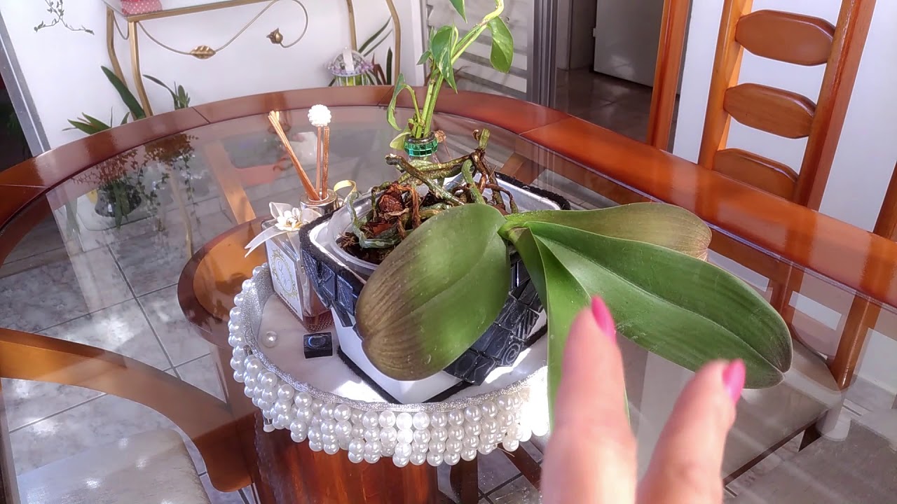 Orquídeas cultivadas dentro de casa e apartamentos