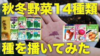 【秋冬野菜】14種類の種まきの方法【小松菜,春菊,ほうれん草,チンゲン菜,かぶ,大根,にんにく,玉ねぎ,人参,秋じゃがいも】