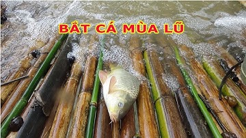 BẮT CÁ TRÊN SUỐI MÙA LŨ ĐƠN GIẢN CỨ MƯA LÀ ĐƯỢC BẮT CÁ | TẬP 2