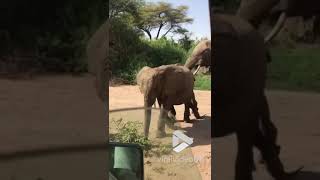 Heartbreaking moment mother elephant discovers baby elephant corpse || Viral Video UK