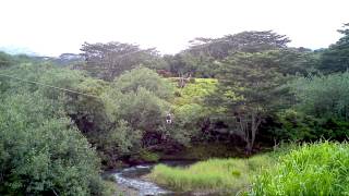 Professional Ziplining - Kaua`i
A guy who does this for a living. Professional Ziplining - Kaua`i