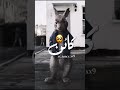 حالة واتس اتقلب الحال مشيت شمال حالات واتس 2021