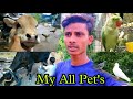 My all pets  danish k pets  animal lover