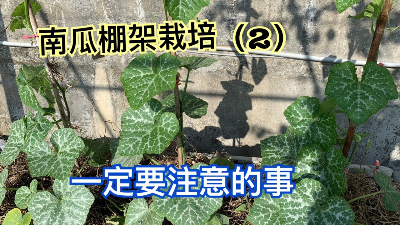 鴻園小菜園 南瓜棚架栽培 1 一定要注意的事項 Youtube