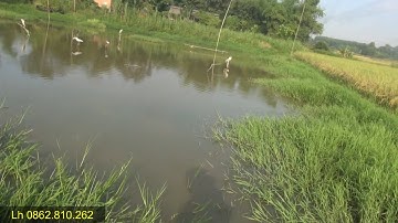 Cách chọn Lưới Bẫy Vạc Theo Bãi Đánh?