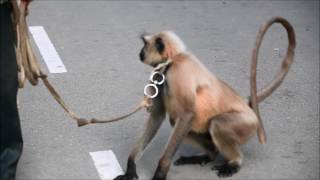 A Grey Langur On Duty In the Campus ! An Innovative Way to Control Monkey Menace