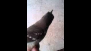 Ciblek bren rapet dorodod jr