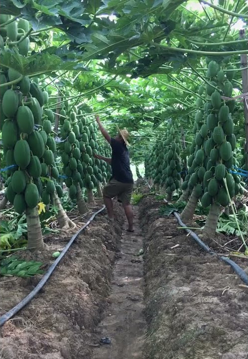 Most Amazing Fruit  - Papaya Farming