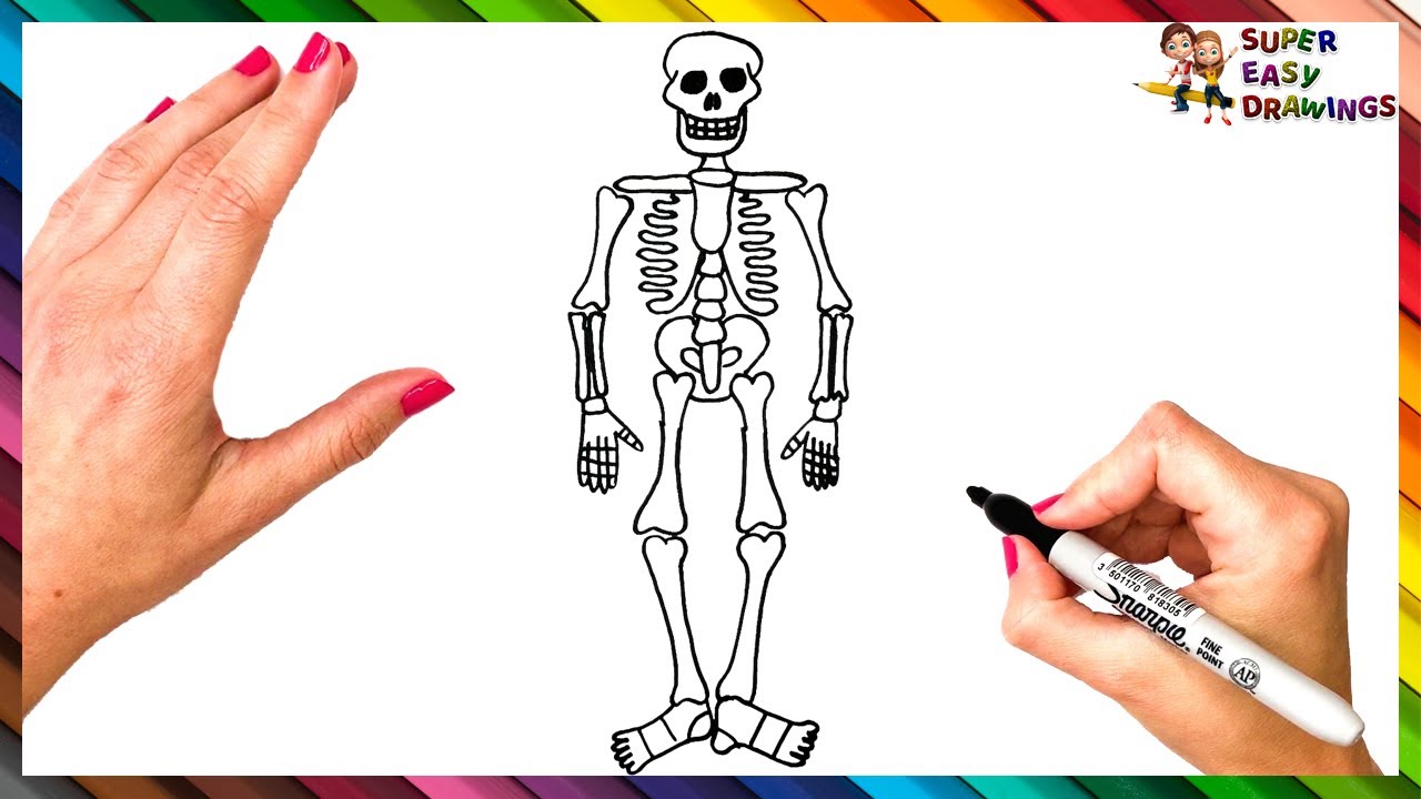 Skeleton Drawing PNG Transparent Images Free Download | Vector Files |  Pngtree