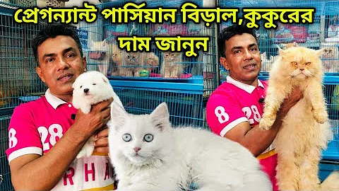 Watch the video about Katabon animal market Bangladesh|Persian Cat|Mixed breed Cat|German Spitz puppy|Dog & Cat price 2025