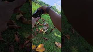 Flying Dog • Hazel