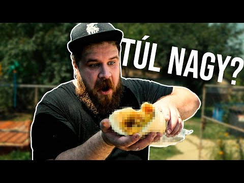 GIGA Gyros Kihívás!