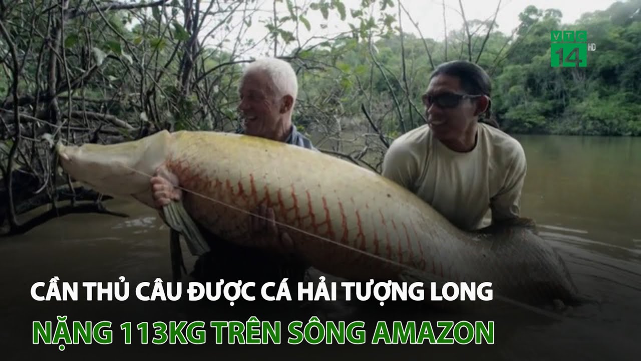 Cần thủ câu được cá Hải Tượng Long nặng 113kg trên sông Amazon | VTC14 ...