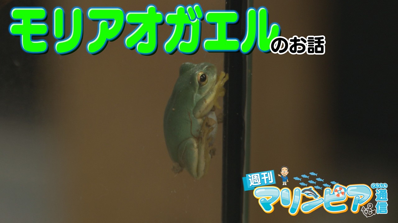 週刊マリンピア通信　＃206 モリアオガエル