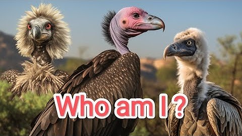 Who am I? Class 3 | EVS chapter 8 |Flying high..| Puzzles..| Reasoning #class3 #evs Vulture