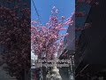 I don’t need anything #vancouver #art #spring #spring2025 #lesliegore #shortsfeed #blossom #shorts