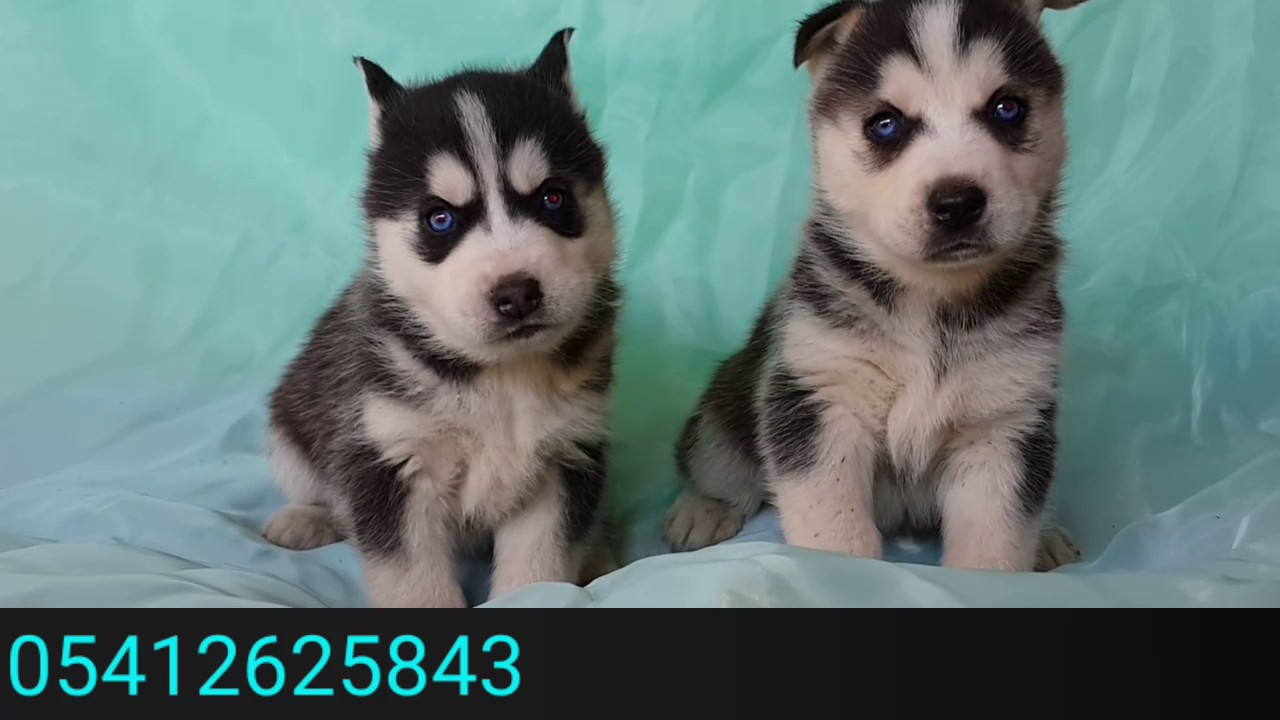 Sibirya Kurdu Yavru Fiyatlari 05412625843 Sibirya Kurdu Husky Kursun