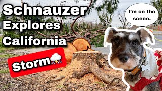 Schnauzer Explores California Storm Damage! Dog Reports on Bomb Cyclone by Scotty the Schnauzer 659 views 1 year ago 4 minutes, 24 seconds