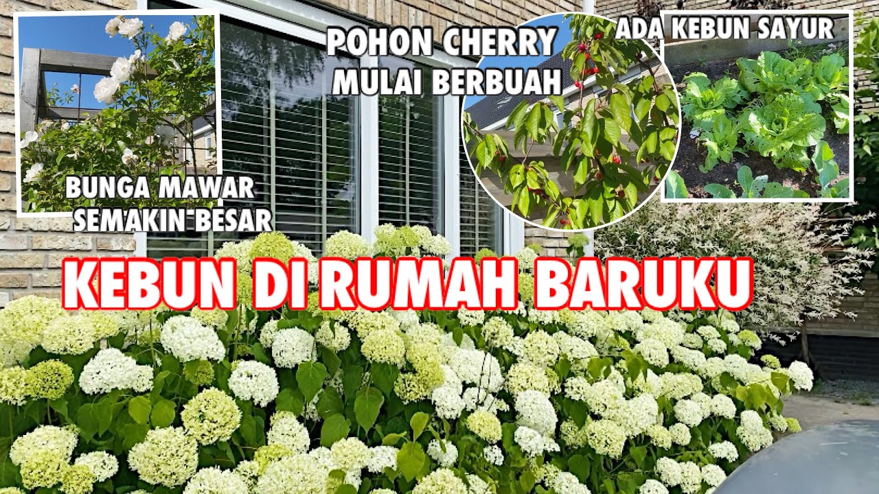 MASAK MAKAN SIANG DAN LIHAT KEBUN DI BELANDA | TINGGAL DI DESA BELANDA