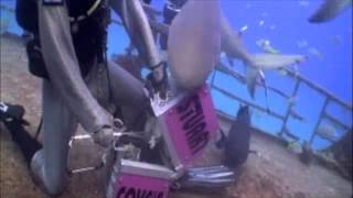 LIL DUVAL SCUBA DIVING WITH SHARKS